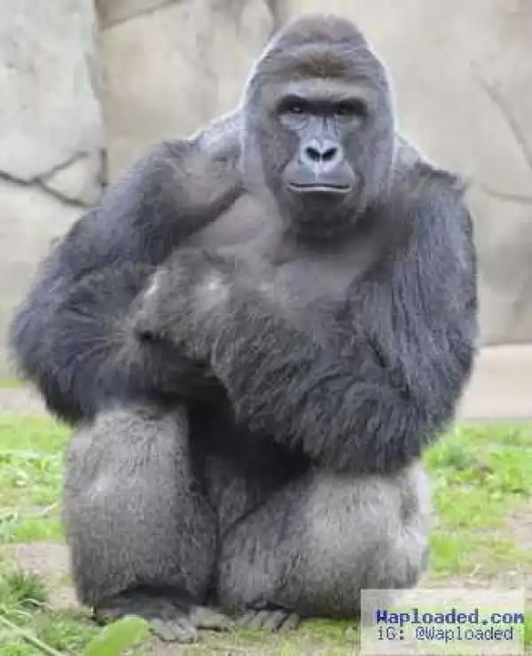 Girl asks mum what her reaction will be if she fell into a gorilla pen, mum